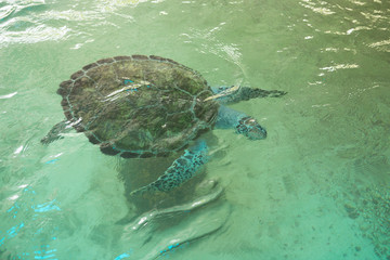 Obraz premium sea turtle swimming in the pool at the zoo