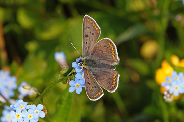 Lycaena tityrus (PODA, 1761) Brauner Feuerfalter , Männchen DE, NRW, Eifel, Blankenheim 19.05.2014