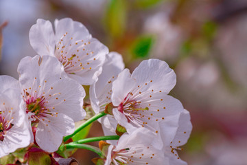 Branches of blossoming apricot macro