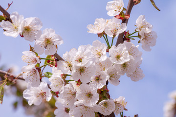 Branches of blossoming apricot macro
