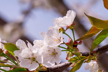 Branches of blossoming apricot macro