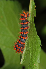 Saturnia pyri ([DENIS & SCHIFFERMÜLLER], 1775) Wiener Nachtpfauenauge , Raupe Italien, Zuchtstamm 21.05.2014