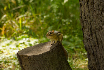 Chipmunk resting on a tree stump in a woodland fores