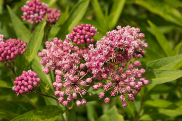Fototapeta premium Wasps pollinate swamp milkweed plant in a pollinator habitat