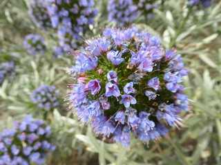 Blume, blaue Blume