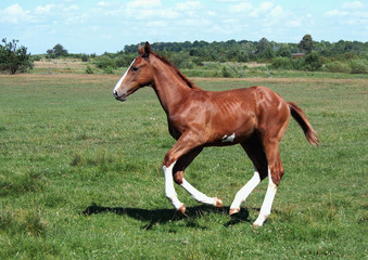 The chestnut foal with white legs actively gallops on a meadow