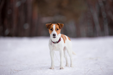 Jack Russell Terrier breed dog with winter forest