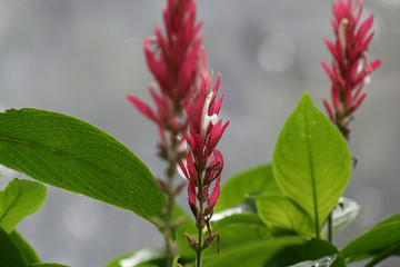 Flowering plant