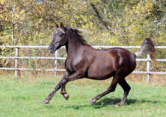 The Silvery-black pony vigorously gallops on the shelter