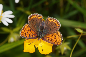 Lycaena tityrus (PODA, 1761) Brauner Feuerfalter , Weibchen DE, NRW, Eifel, Blankenheim 19.05.2014
