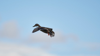 Wildlife