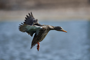 Wildlife