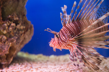 Lionfish-Zebra, or Zebra fish, or striped lionfish lat. Pterois volitans is a fish of the Scorpion family.