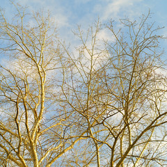 Golden sunlight on the bare branches