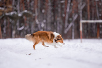 dog, white, sheltie, background, winter, portrait, cute, beautiful, park, nature, forest, toy, breed, red, happy, fun, outdoor, animal, cold, snow, black, funny, pet, coat, sheepdog