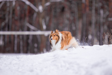 Sheltie dog in the winter forest