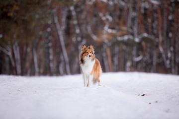 Sheltie dog in the winter forest