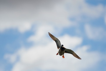 Wildlife