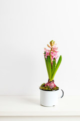 Pink hyacinth flowers.