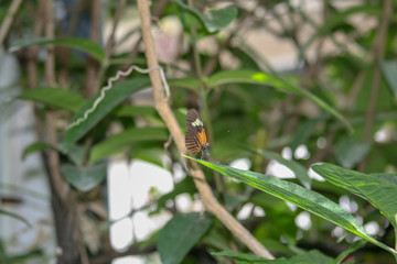 monarch butterfly, orange, brown, leaf, green