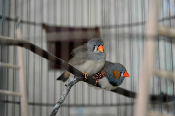 Little birds in a cage.