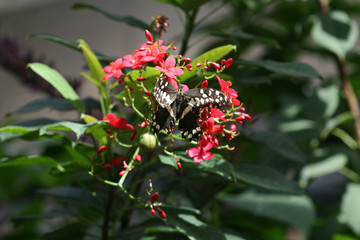 butterfly, insect, brown, yellow, green, leaf