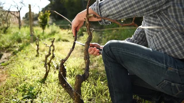 Caucasian farmer working in the vineyard, pruning the vine with professional scissors. Traditional agriculture. Footage