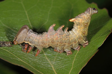 Notodonta torva (HÜBNER, [1807-1809]) Gelbbrauner Zahnspinner , Raupe DE, NRW, Wuppertal 17.05.2014