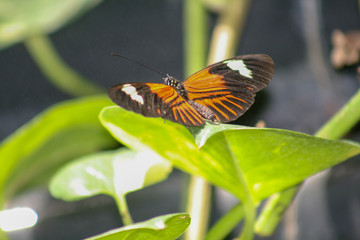 monarch butterfly, orange, brown, leaf, green