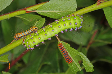 Saturnia pyri ([DENIS & SCHIFFERMÜLLER], 1775) Wiener Nachtpfauenauge , Raupenstadien Italien, Zuchtstamm 25.05.2014