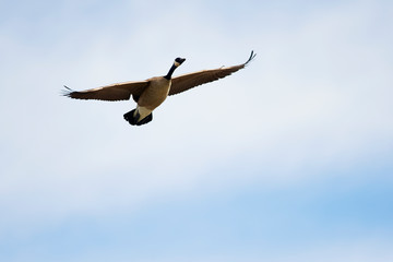Wildlife