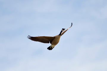 Wildlife