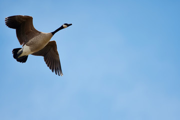 Wildlife