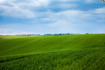 Field with green shoots