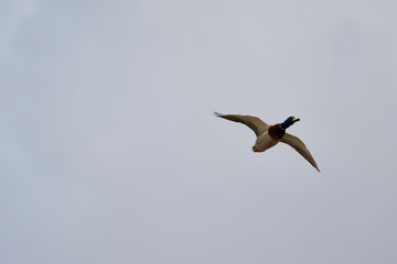 Obraz premium Wildlife