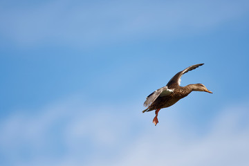 Wildlife
