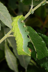 Aglia tau (LINNAEUS, 1758) Nagelfleck DE, NRW, Wuppertal 17.05.2014