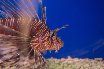 Lionfish-Zebra, or Zebra fish, or striped lionfish lat. Pterois volitans is a fish of the Scorpion family.