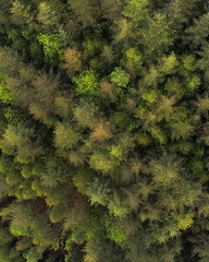Fototapeta premium Aerial view over a pine tree forest.
