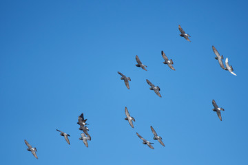 Wildlife