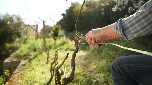 Caucasian farmer working in the vineyard, pruning the vine with professional scissors. Traditional agriculture. Footage