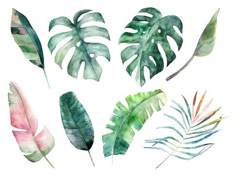 Watercolor leaves set. Hand drawn illustration. Isolated image