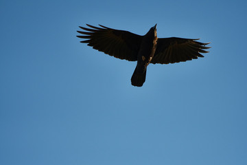 Wildlife