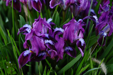 Beautiful purple garden irises closeup. Spring blooming Fleur-de-lis flowers with blue stamens and violet petals among lush green grass. Violet color irises. Spring background. Gardening backdrop 