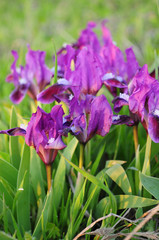 Sunset light on petals of purple irises closeup. Spring blooming Fleur-de-lis with lush petals. Violet wild irises in long green grass. Spring background. Natural backdrop 