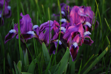 Purple garden irises closeup in sunset light. Spring blooming Fleur-de-lis flowers with lush petals. Violet color irises with light blue fluffy stamens. Spring background with flowers and green grass 