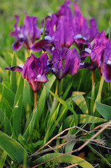 Violet color irises among juicy green grass in sunset light. Purple garden irises closeup. Spring blooming Fleur-de-lis flowers with lush petals. Spring background. Gardening backdrop 