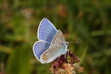 Polyommatus icarus (ROTTEMBURG, 1775) Hauhechel-Bläuling DE, NRW, Eifel, Blankenheim 19.05.2014