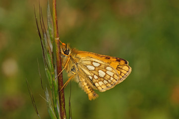 Carterocephalus palaemon (PALLAS, 1771) Gelbwürfeliger Dickkopffalter DE, NRW, Eifel, Blankenheim 19.05.2014