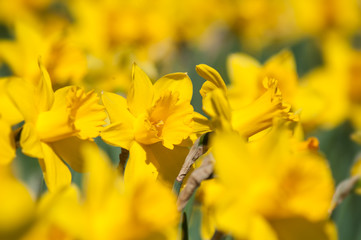 closeup of yellow daffodils in a public garden